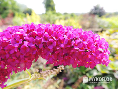 Buddleja davidii Royal Red – kwiatostan
