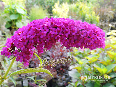 Budleja Dawida Royal Red – kwiatostan