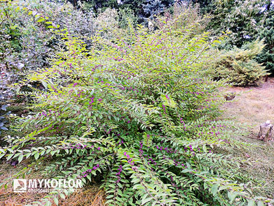 Callicarpa dichotoma Issai – kilkuletni, owocujący krzew rosnący w Szkółce Mykoflor