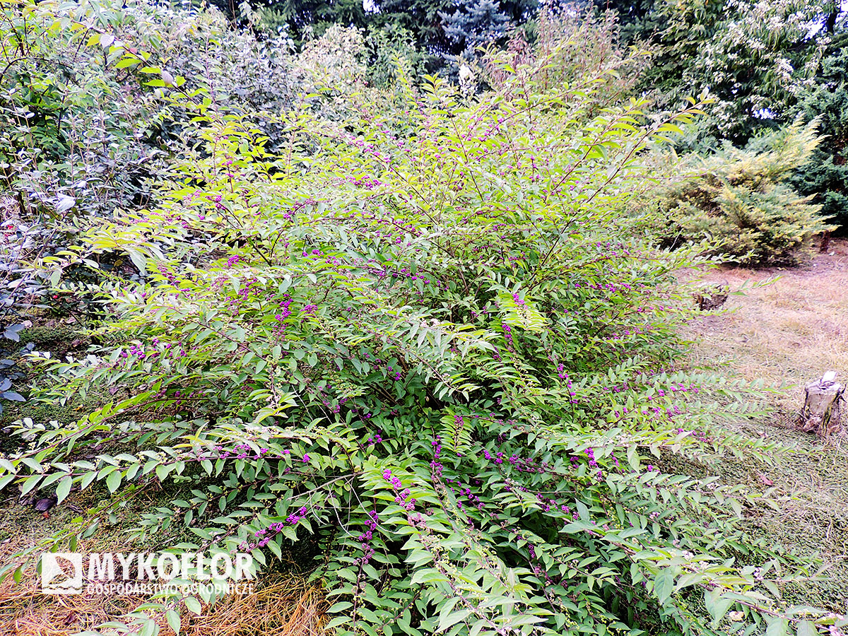 Callicarpa dichotoma Issai – kilkuletni, owocujący krzew rosnący w Szkółce Mykoflor
