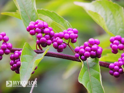 Callicarpa dichotoma Issai – owoce na pędzie