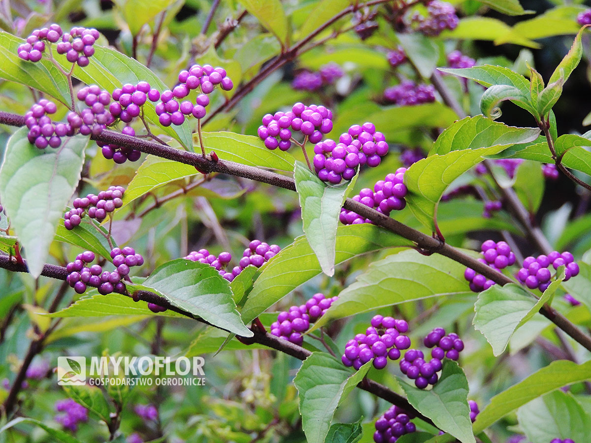 Callicarpa dichotoma Issai – pędy z owocami