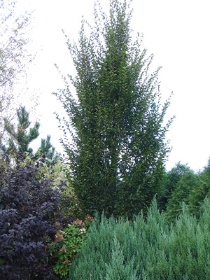 Carpinus betulus Fastigiata (Grab pospolity Fastigiata)