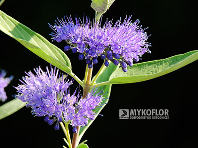 Caryopteris x clandonensis Heavenly Blue – kwiatostan