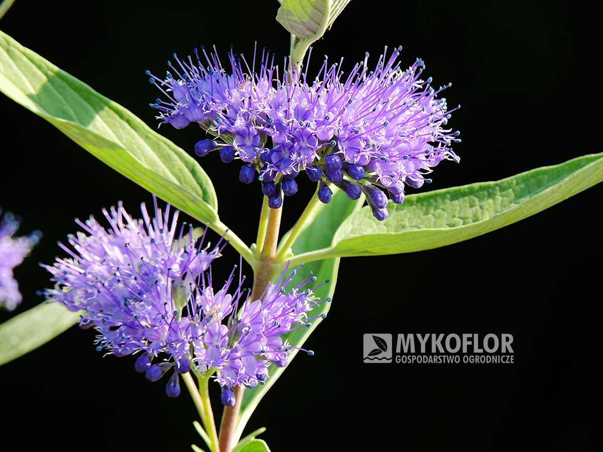 Caryopteris x clandonensis Heavenly Blue – kwiatostan