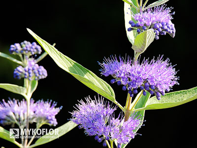 Caryopteris x clandonensis Heavenly Blue – kwiatostan