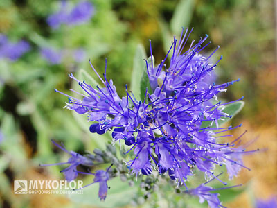 Barbula klandońska Heavenly Blue – zbliżenie kwiatostanu 