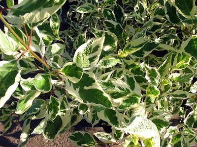 Cornus alba Elegantissima