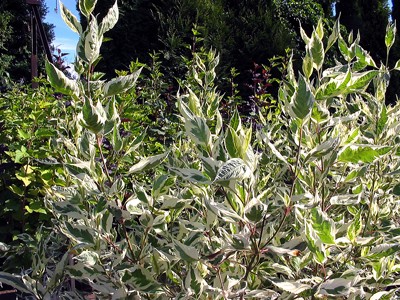 Cornus alba Elegantissima