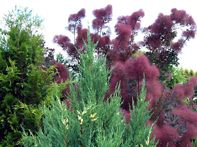 Corylus maxima Purpurea