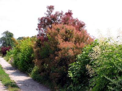 Cotinus coggygria Purpureus