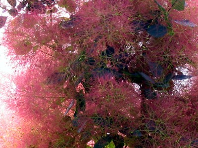 Cotinus coggygria Royal Purple