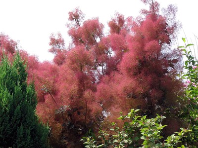 Cotinus coggygria Royal Purple