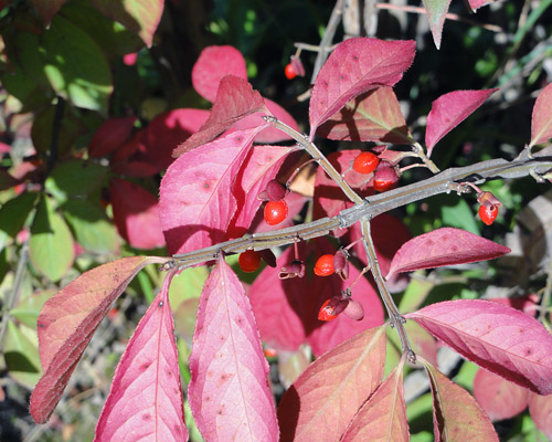 Euonymus alatus Compactus
