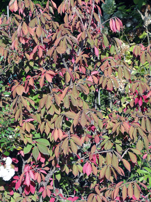 Euonymus alatus Compactus