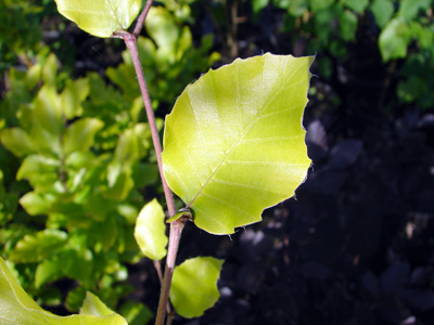 Fagus sylvatica Dawyck Gold