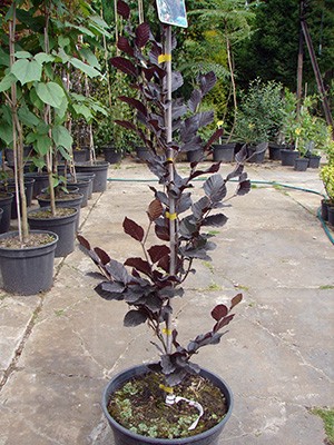 Fagus sylvatica Dawyck Purple