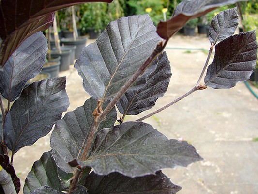 Fagus sylvatica Dawyck Purple