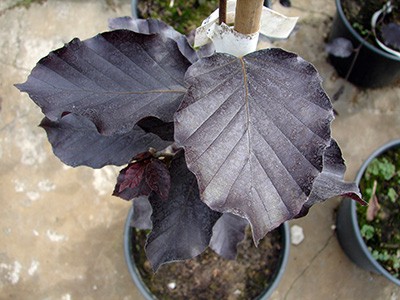 Fagus sylvatica Purpurea Pendula