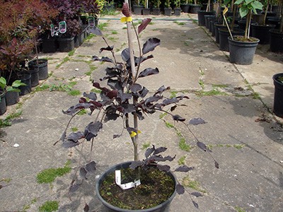 Fagus sylvatica Purpurea Pendula