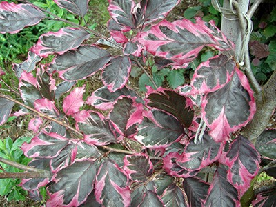 Fagus sylvatica Purpurea Tricolor