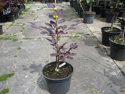 Fagus sylvatica Purpurea Tricolor