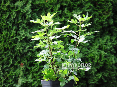 Ficus carica Peretta – przykładowy materiał oferowany do sprzedaży