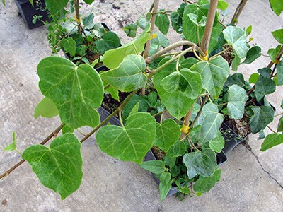 Hedera colchica