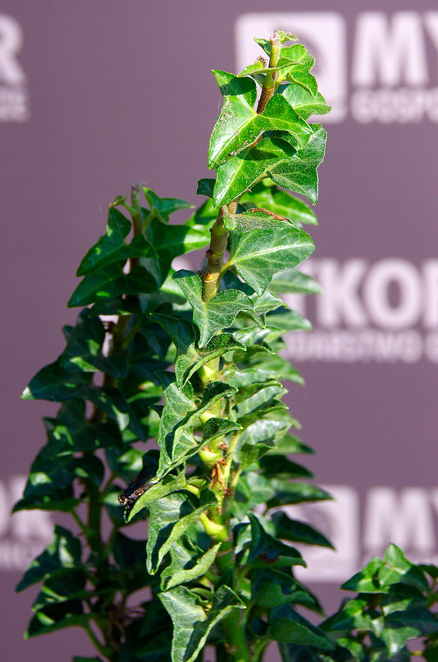 Hedera helix Erecta – zbliżenie liści