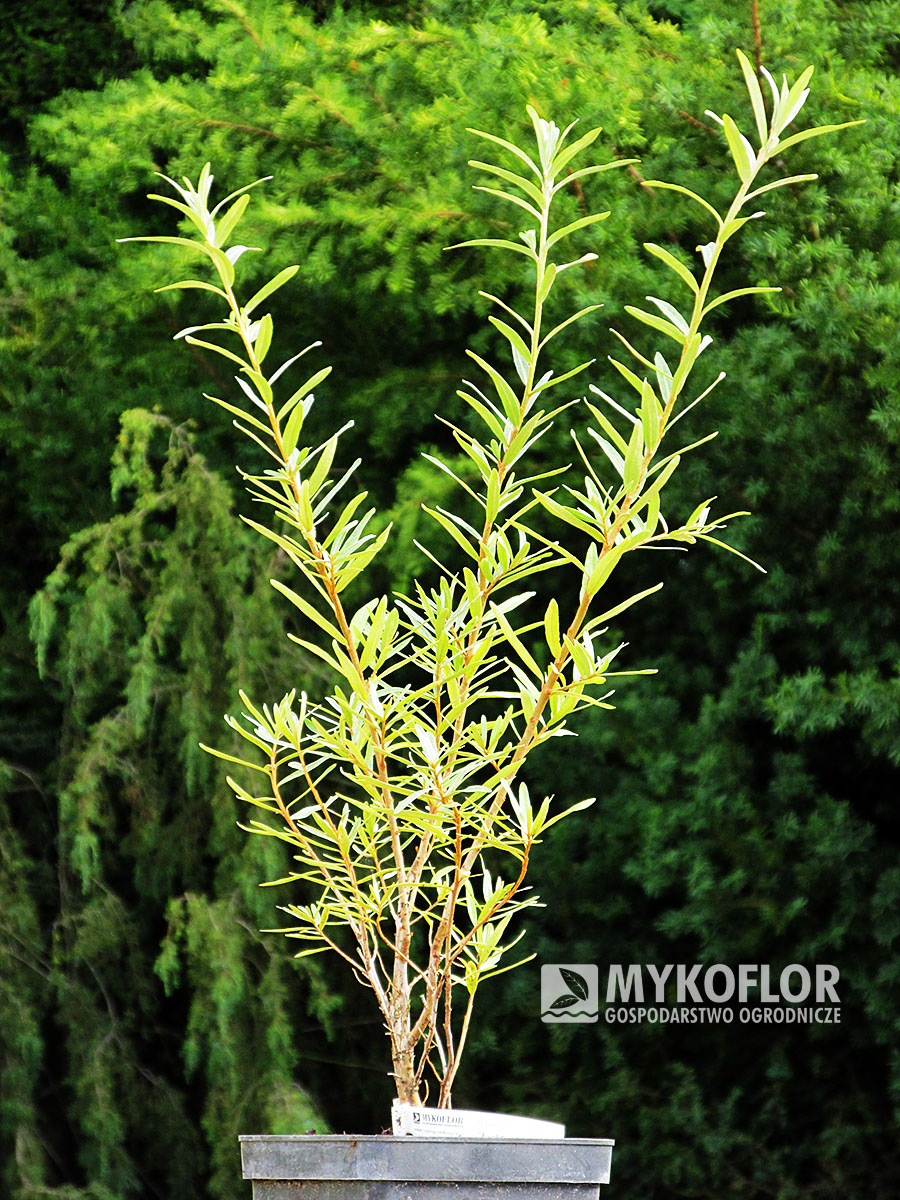 Hippophae rhamnoides Leikora – przykładowy materiał oferowany do sprzedaży