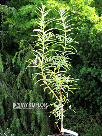 Hippophae rhamnoides Sluníčko – przykładowy materiał oferowany do sprzedaży