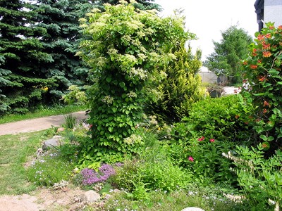 Hydrangea anomala