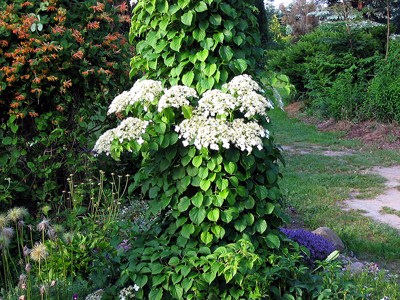Hydrangea anomala