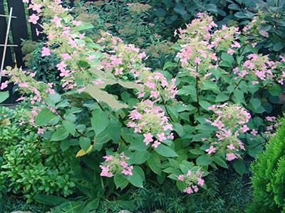 Hydrangea paniculata Pink Diamond