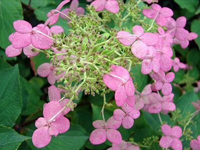 Hydrangea paniculata Pink Diamond