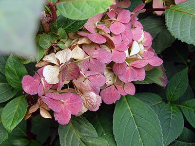 Hydrangea serrata Preziosa
