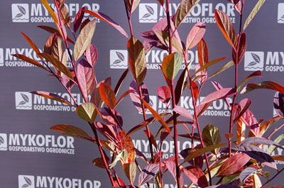 Itea virginica Henry's Garnet – jesienne liście