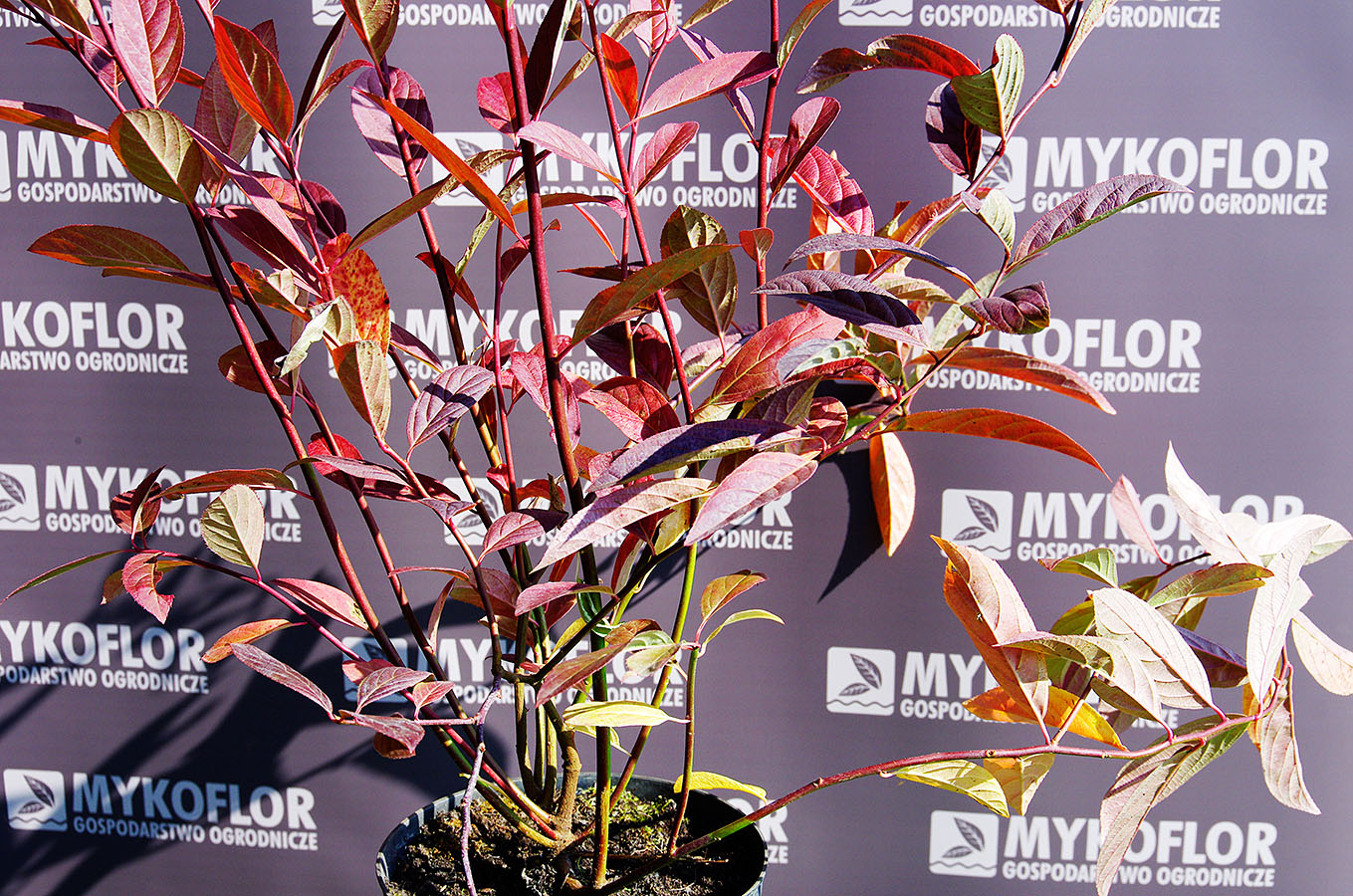Itea wirginijska ’Henry's Garnet’ – jesienne liście
