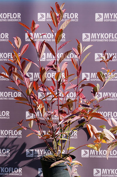Itea virginica Henry's Garnet – przykładowy materiał oferowany do sprzedaży, jesień