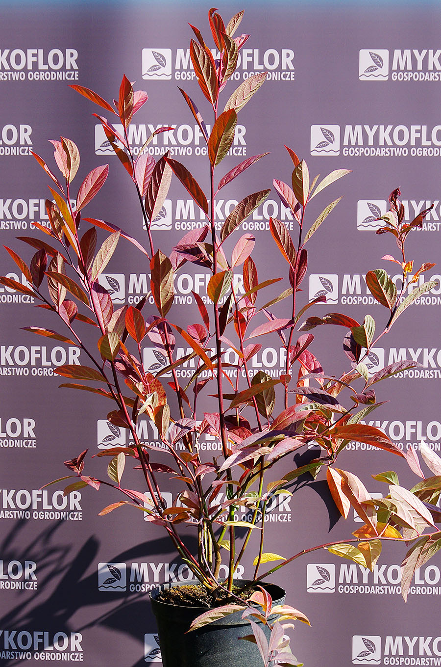 Itea virginica ’Henry's Garnet’ – przykładowy materiał oferowany do sprzedaży, jesień