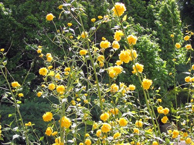 Kerria japonica Pleniflora
