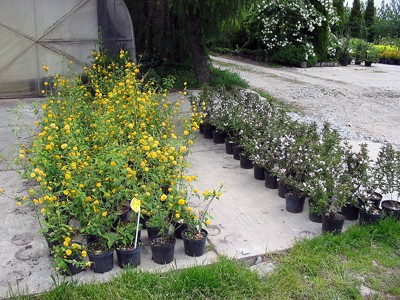Kerria japonica Pleniflora