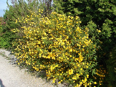 Kerria japonica Pleniflora