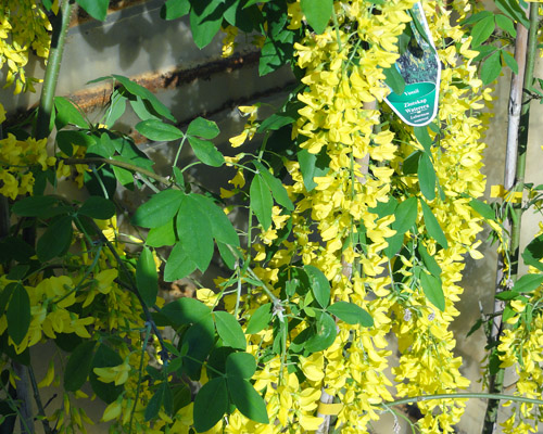 Laburnum watereri Vossii