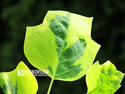 Liriodendron tulipifera Aureomarginatum – liście