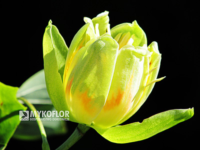 Tulipanowiec amerykański Aureomarginatum – kwiat