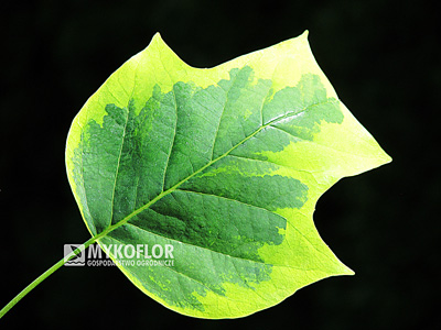 Tulipanowiec amerykański Aureomarginatum – liść