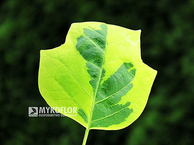 Liriodendron tulipifera Aureomarginatum – liść