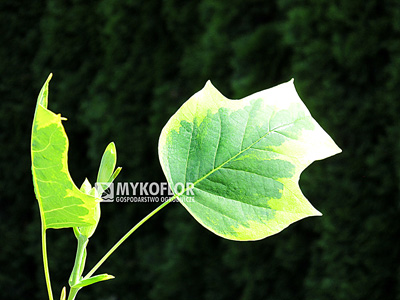 Tulipanowiec amerykański Aureomarginatum – liść