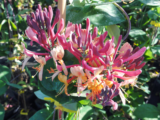 Lonicera heckrottii Goldflame